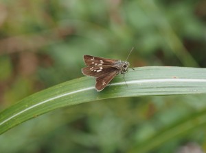 間伐林で確認されたオオチャバネセセリ♀（9月26日）