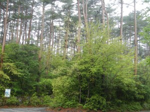 DSCN8119