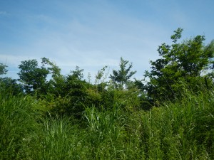 DSCN8339