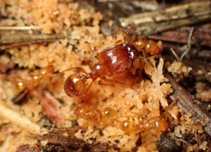 アズマオオズアリ